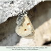 parnassius nordmanni ex ovo male3